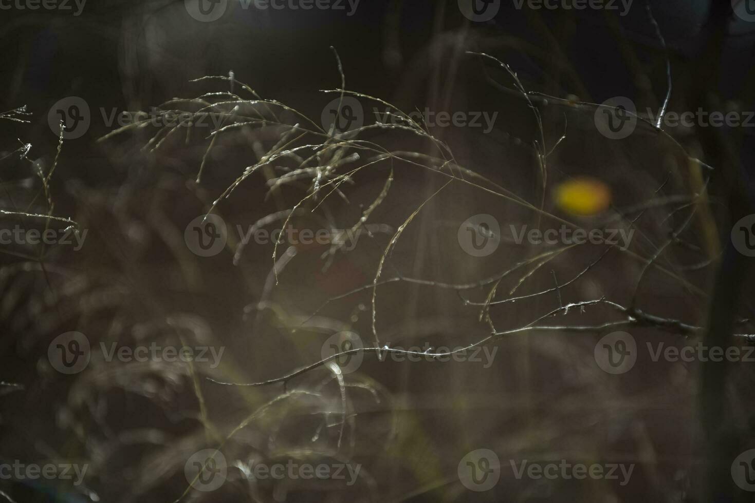 herbe dans campagne pampa Argentine photo