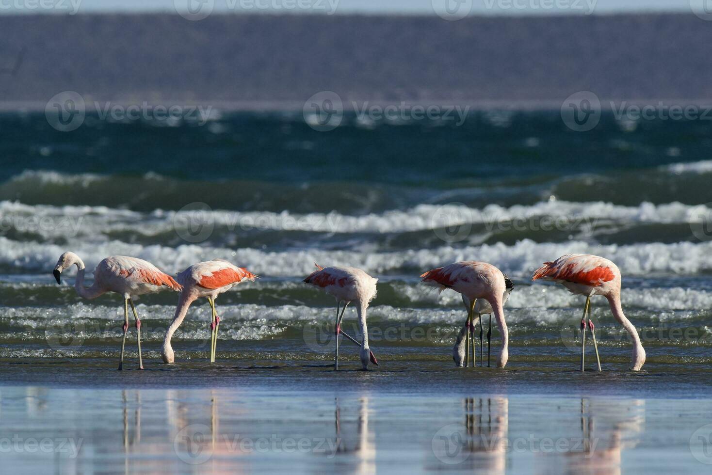 flamants roses troupeau, patagonie, Argentine photo