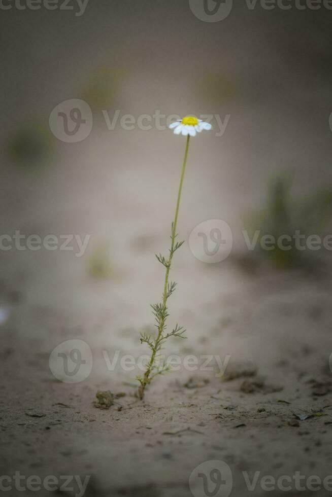 sauvage fleurs, la pampa. patagonie, Argentine photo