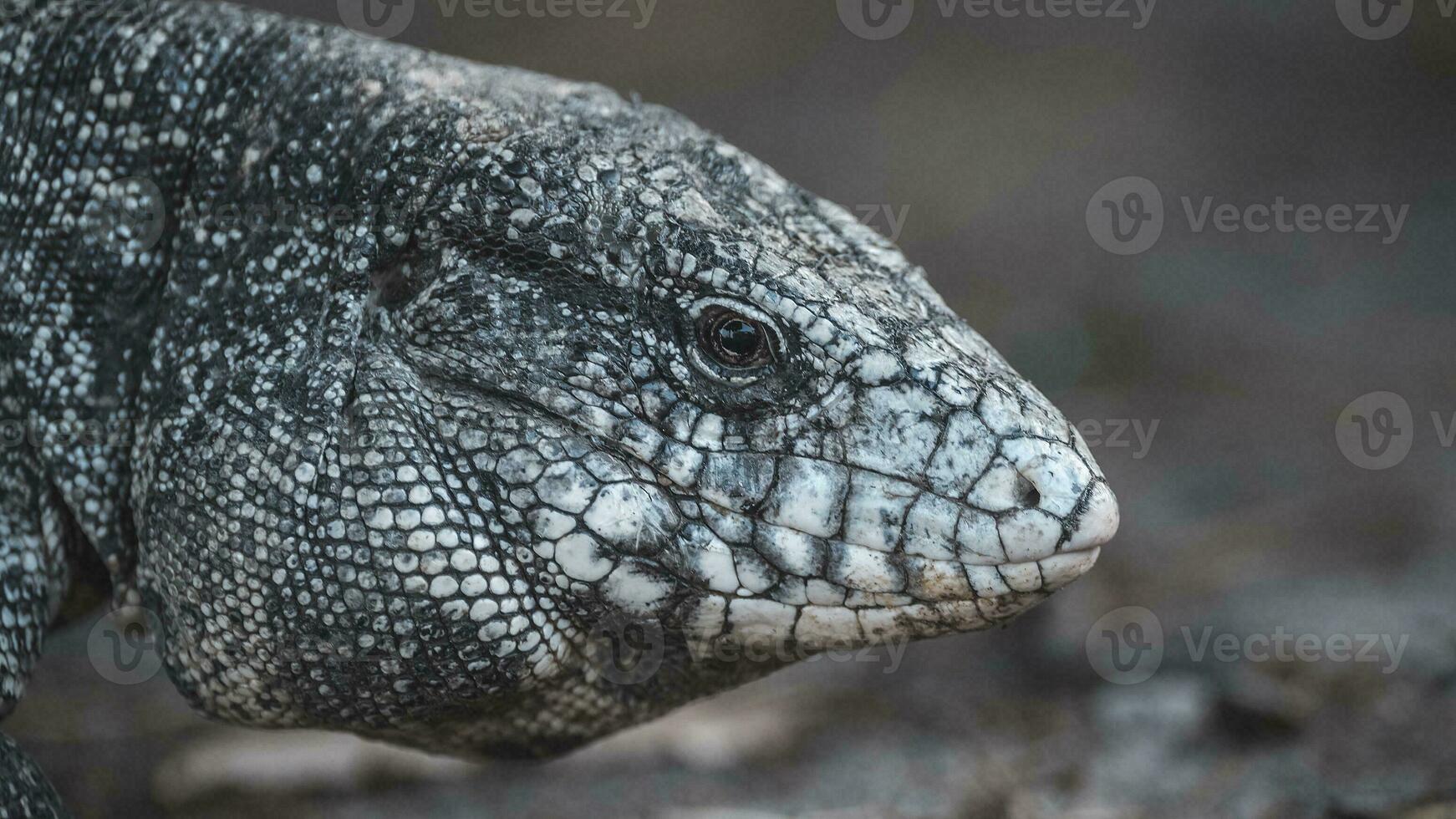 argentin noir et blanc tegu Lézard, Pantanal, Brésil photo