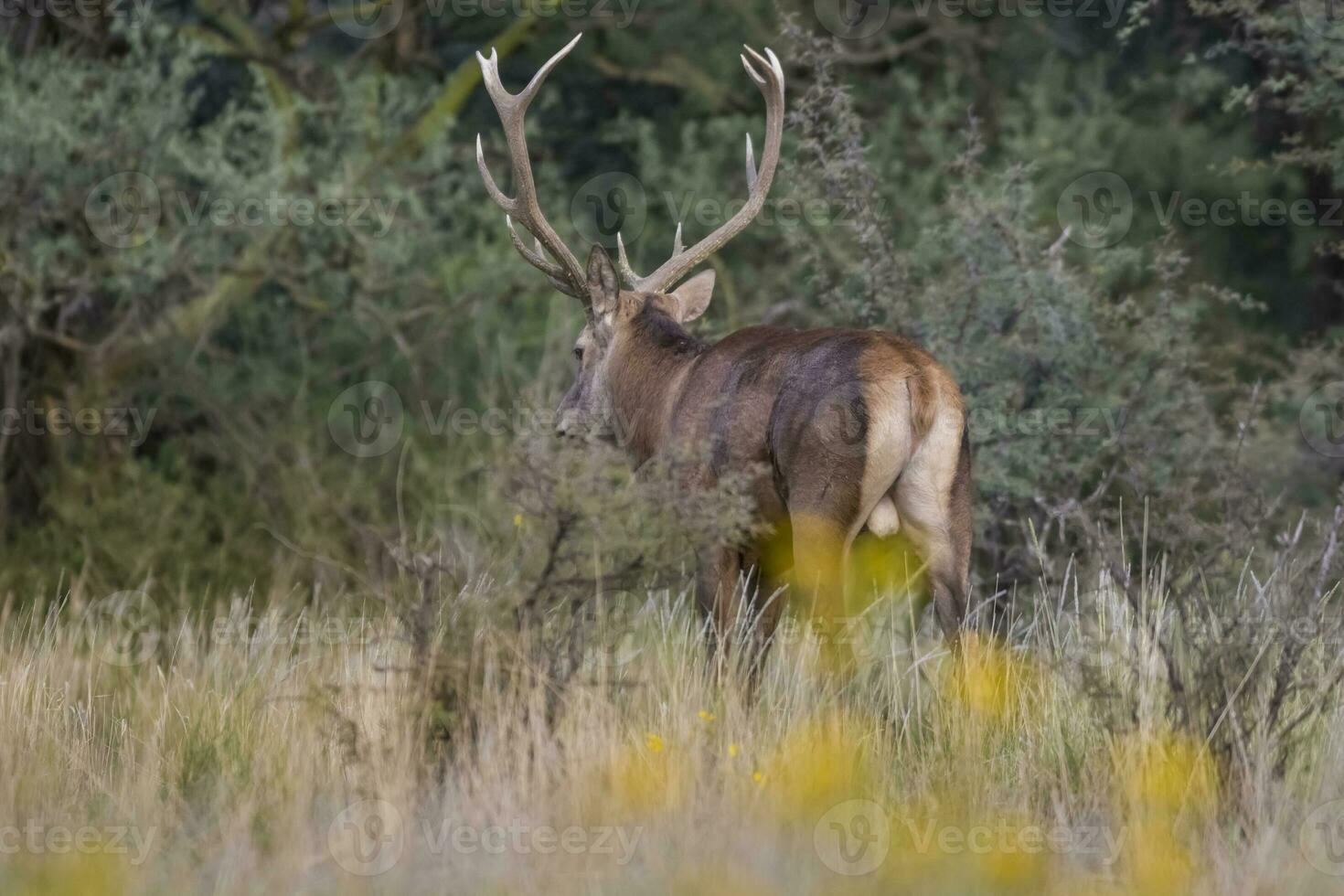 rouge cerf rut saison, la pampa, Argentine photo