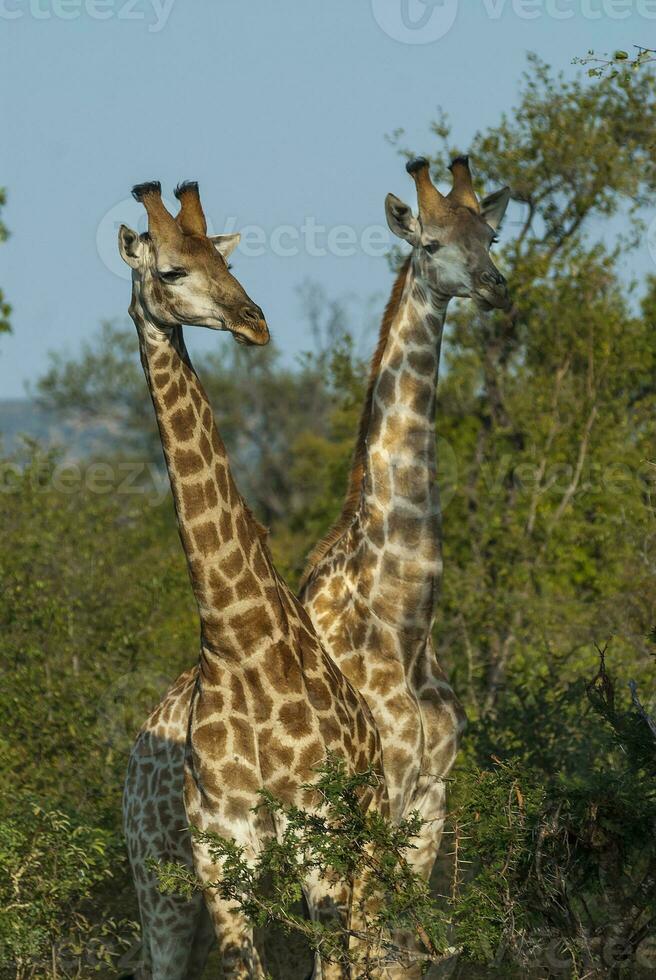 girafe, Kruger nationale parc photo