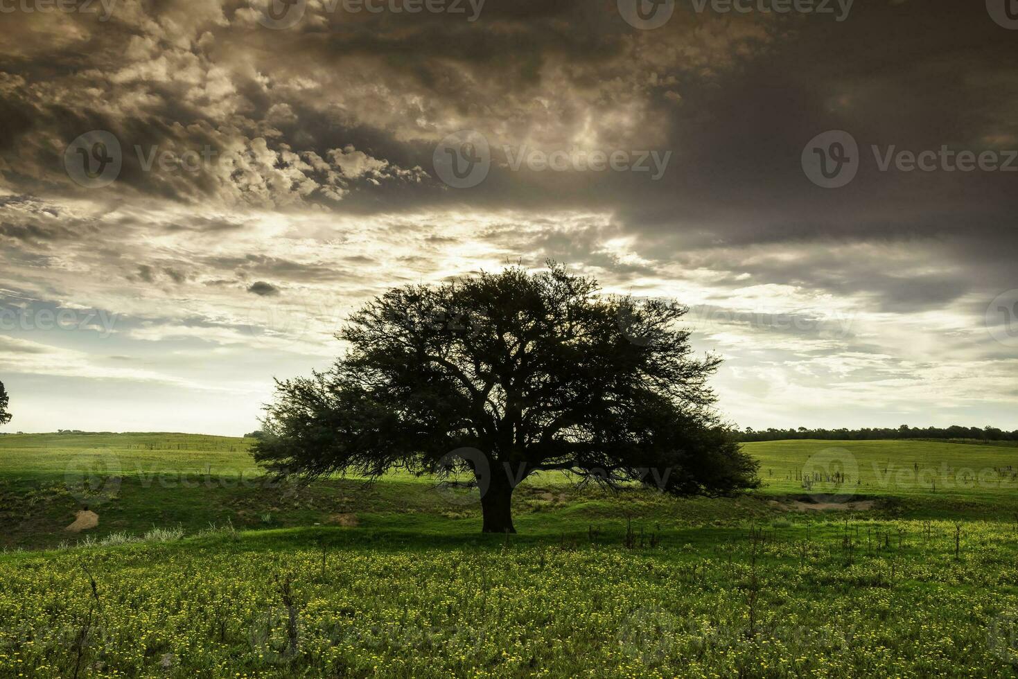 le coucher du soleil calden arbre paysage, la la pampa province, patagonie, Argentine. photo