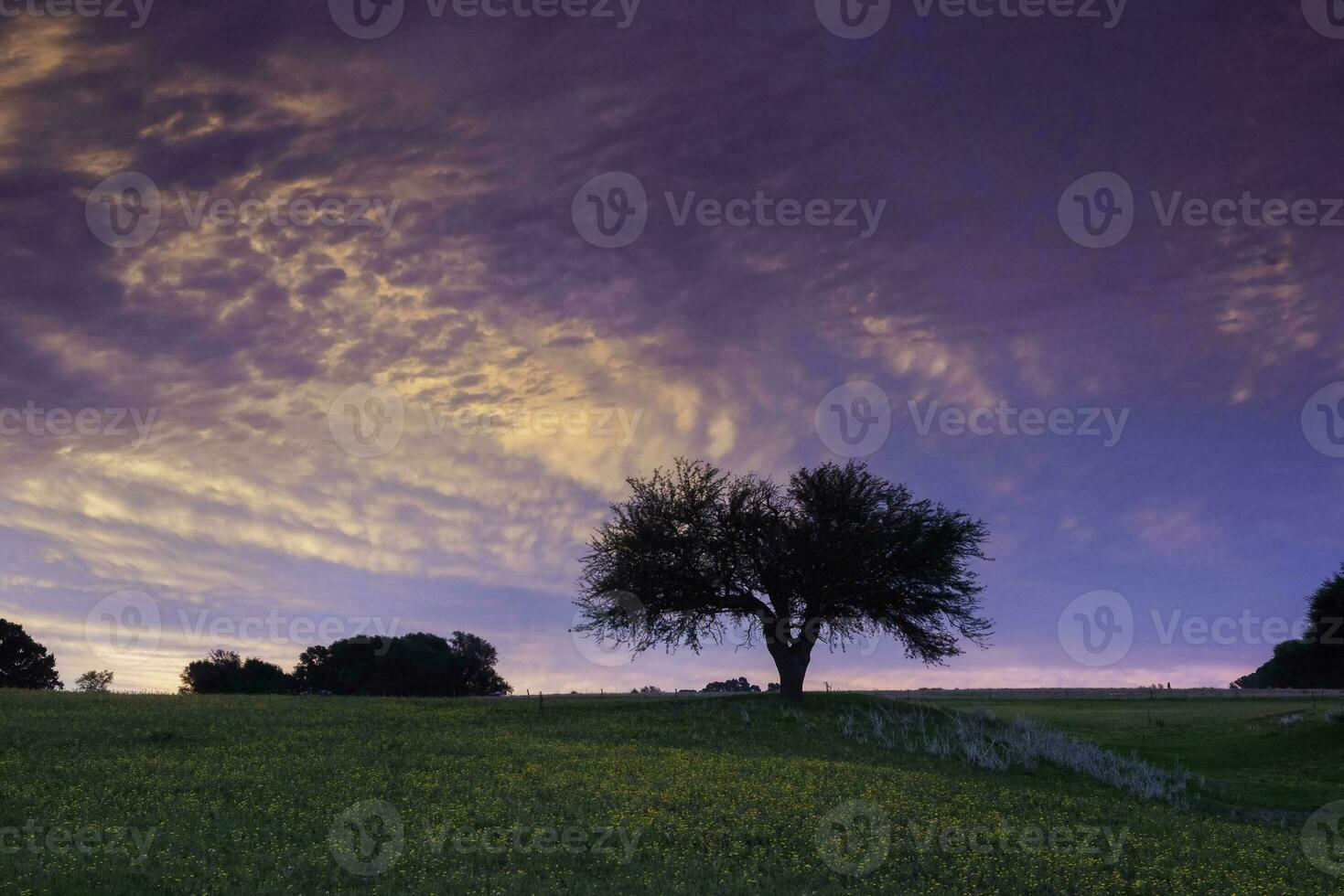 le coucher du soleil calden arbre paysage, la la pampa province, patagonie, Argentine. photo