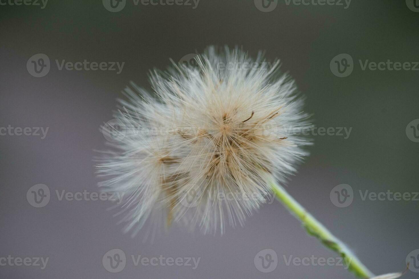 herbe texture abstrait motifs, explorant le essence de distrait prairie photo