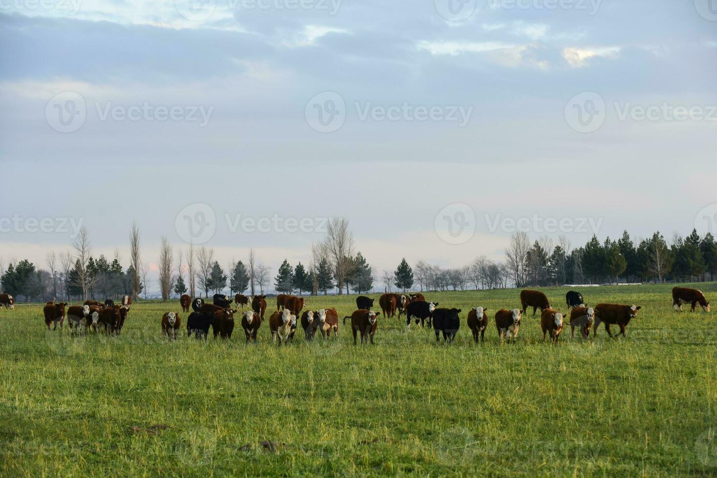 bétail dans pampa paysage à crépuscule, patagonie, Argentine photo