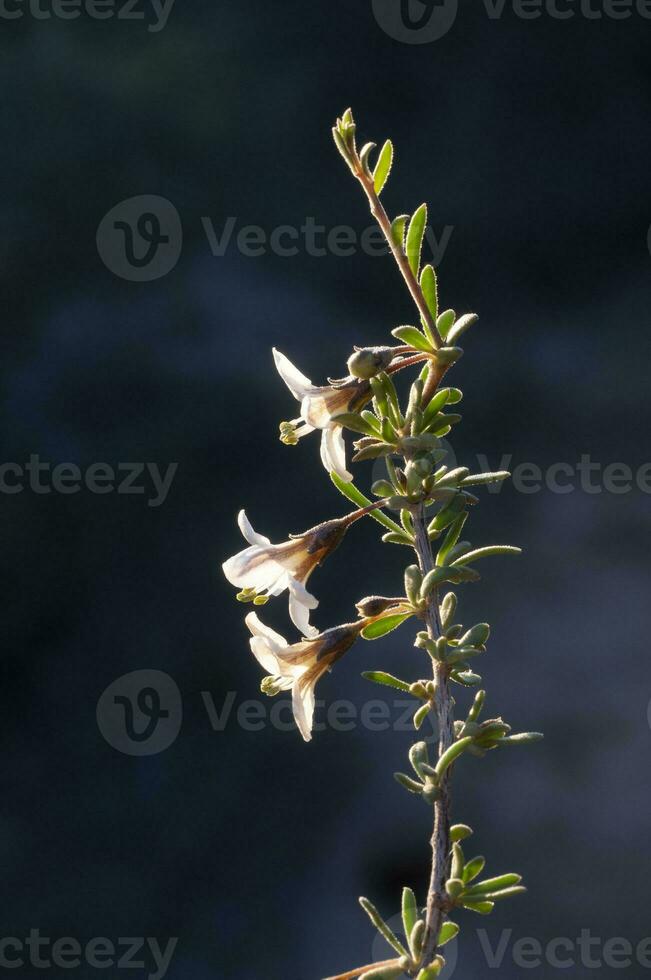 sauvage fleurs dans semi désertique environnement, calden forêt, la la pampa Argentine photo