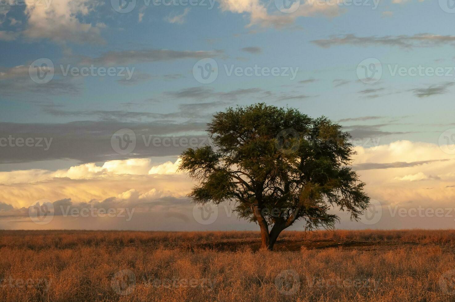 pampa arbre paysage, la la pampa province, patagonie, Argentine. photo