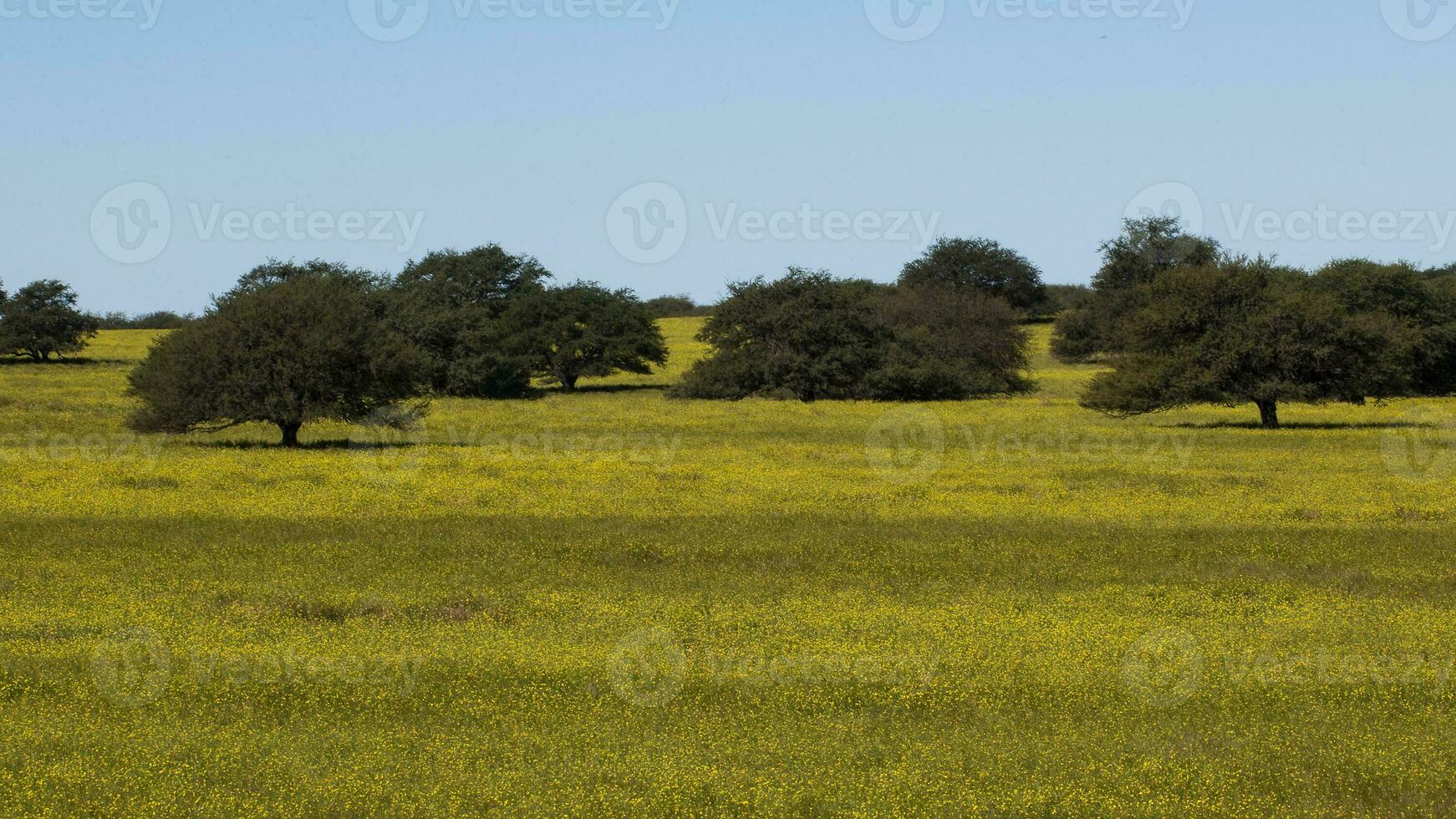 fleuri champ dans le pampa plaine, la la pampa province, patagonie, Argentine. photo