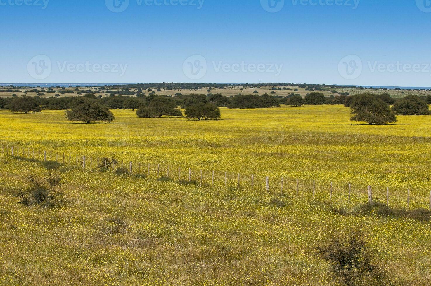 fleuri champ dans le pampa plaine, la la pampa province, patagonie, Argentine. photo