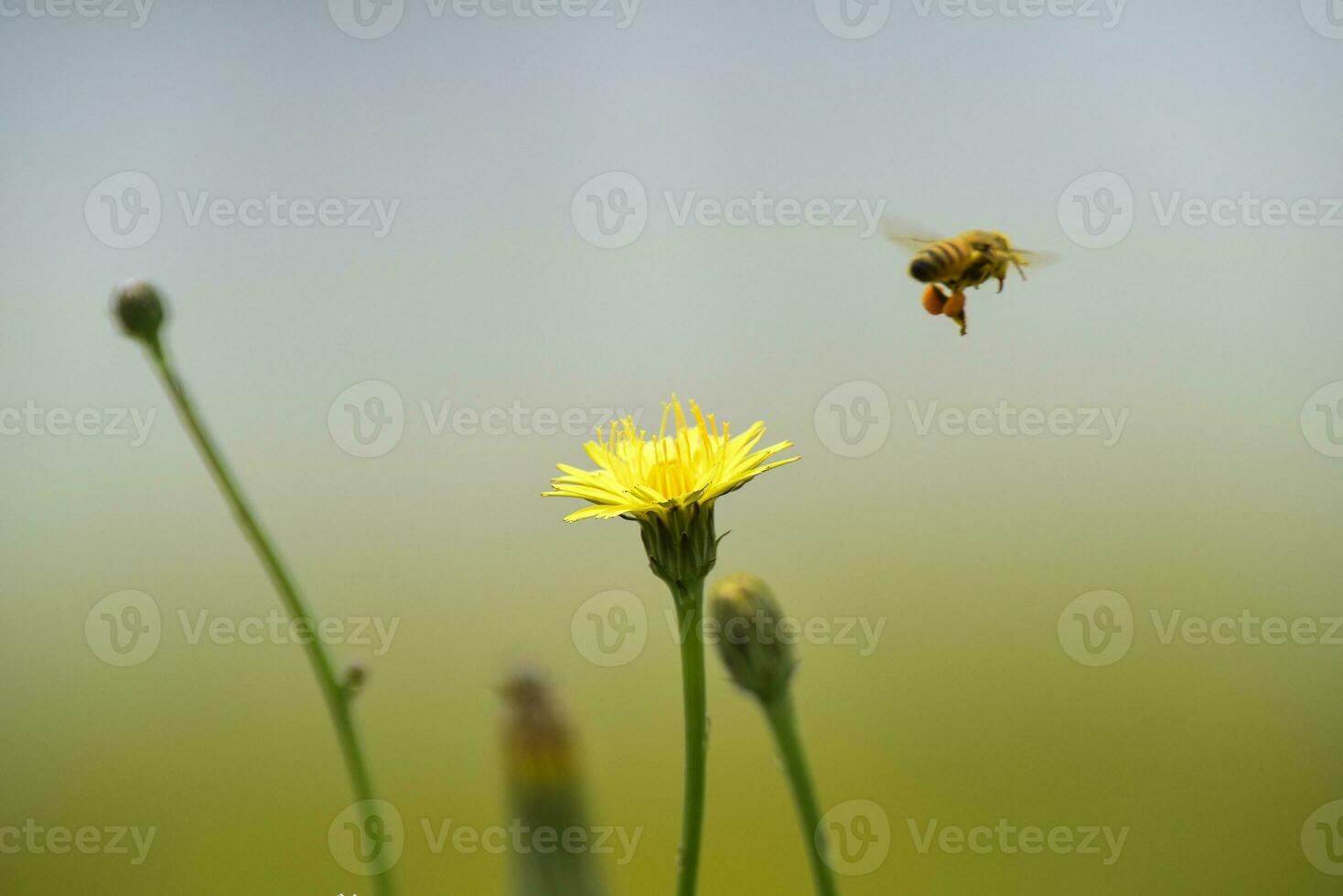 abeille sur une sauvage fleur, patagonie photo
