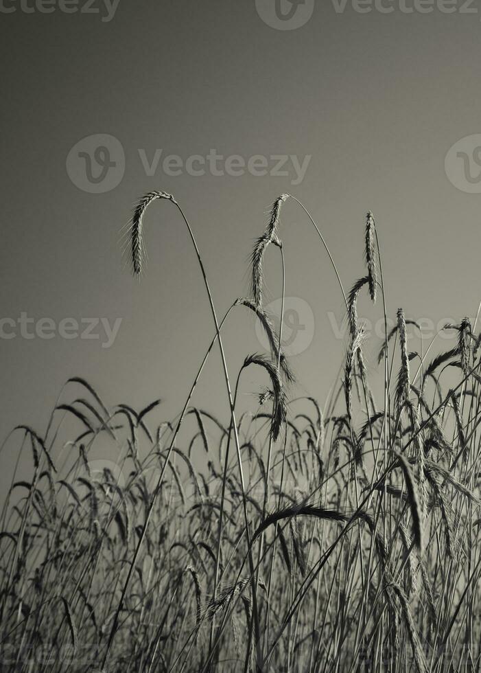 blé pointes ,céréale planté dans la pampa, Argentine photo