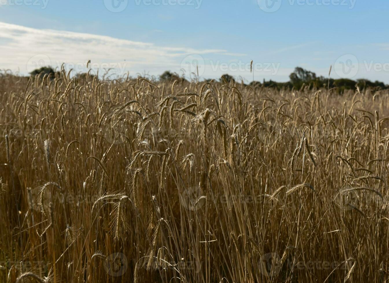 blé pointes ,céréale planté dans la pampa, Argentine photo