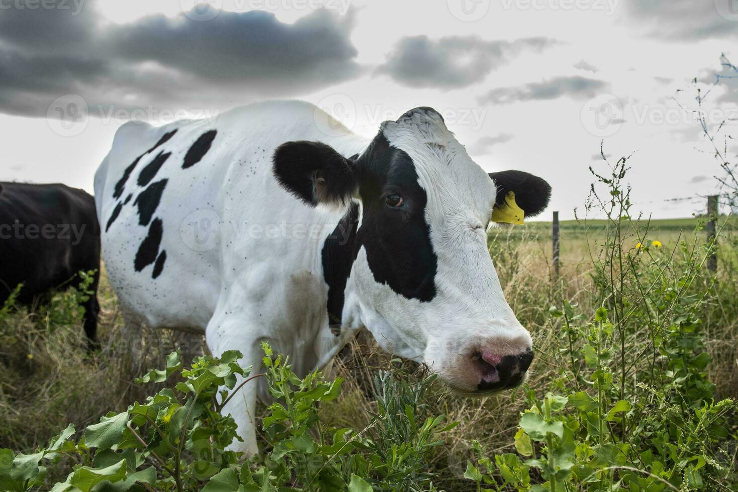 bétail dans le pampa campagne, argentin Viande production, la pampa, Argentine. photo