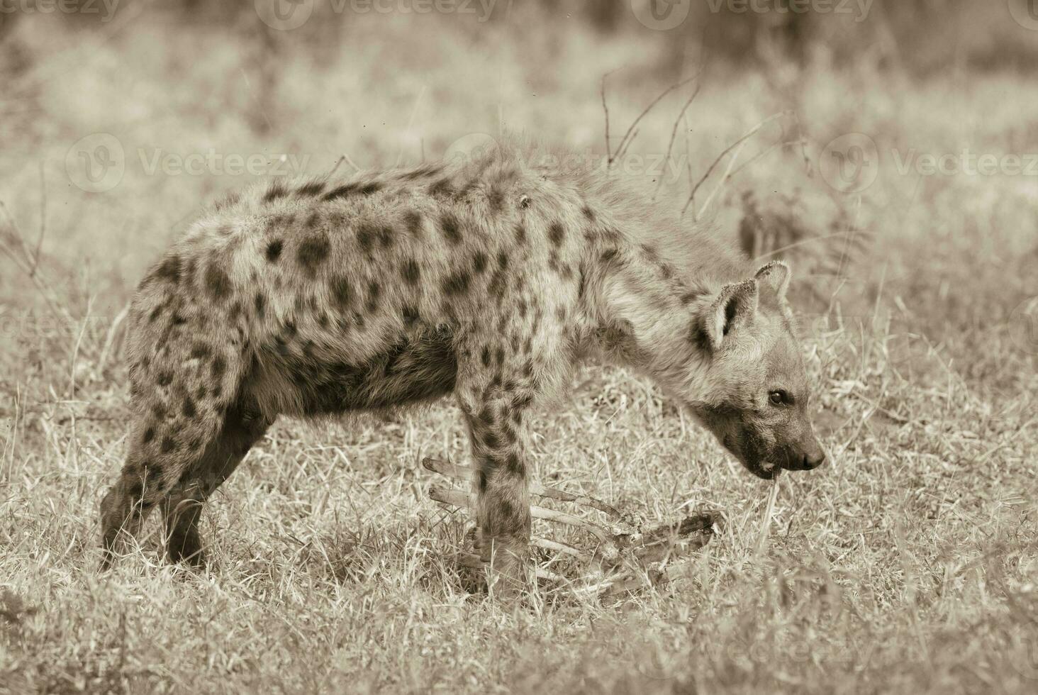 hyène alimentation, Afrique photo