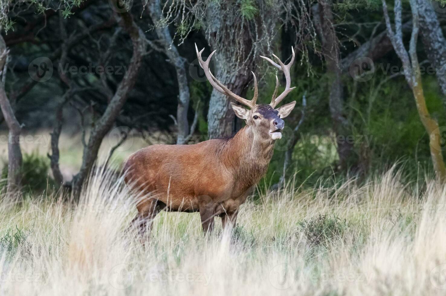 rouge cerf, Masculin rugissement dans la pampa, Argentine, parque luro, la nature réserve photo