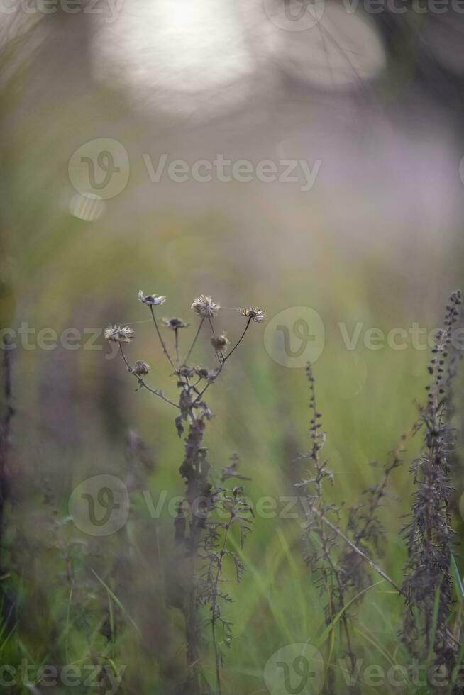 herbe dans campagne pampa Argentine photo