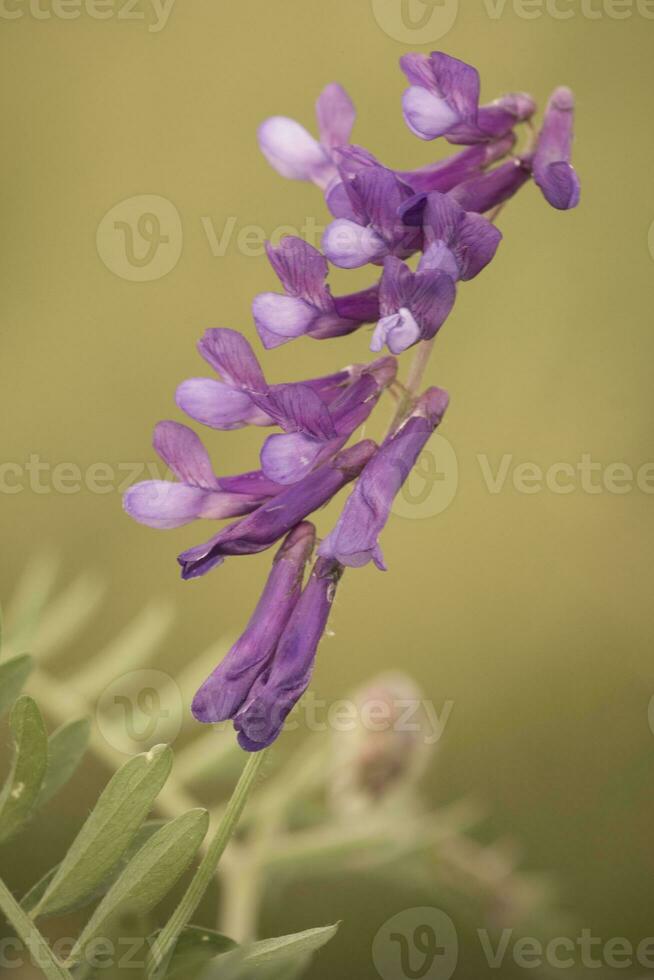 sauvage fleur dans patagonie, Argentine photo