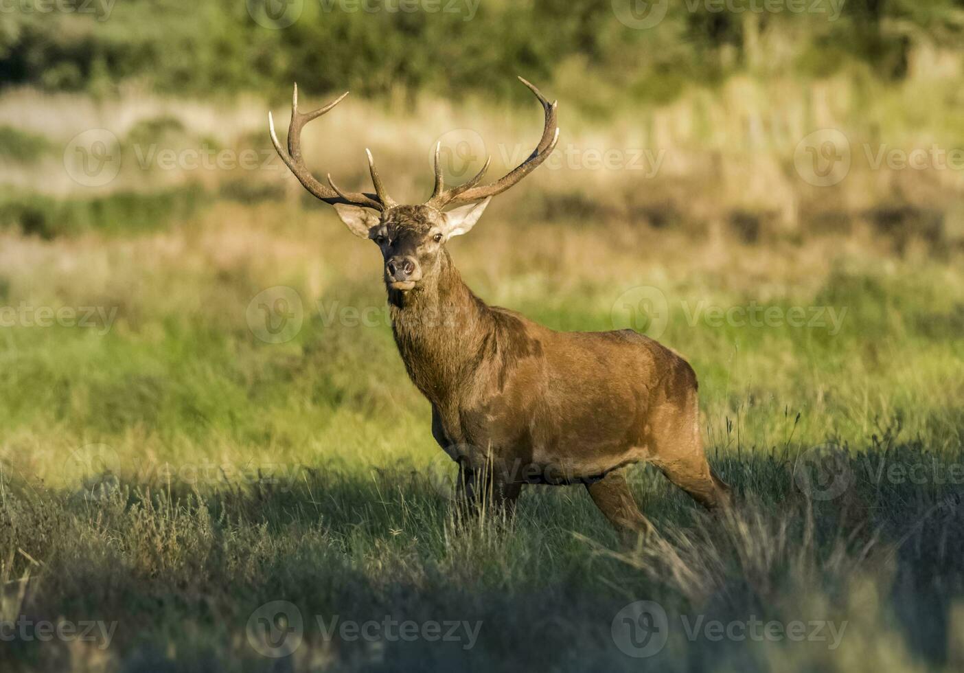 Masculin rouge cerf dans la pampa, Argentine, parque luro, la nature réserve photo