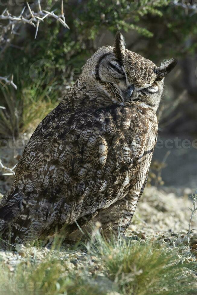 génial cornu hibou, bubon virginien nacurutu, péninsule valdés, patagonie, Argentine. photo