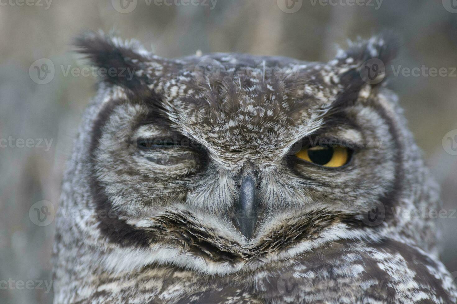 génial cornu hibou, bubon virginien nacurutu, péninsule valdés, patagonie, Argentine. photo