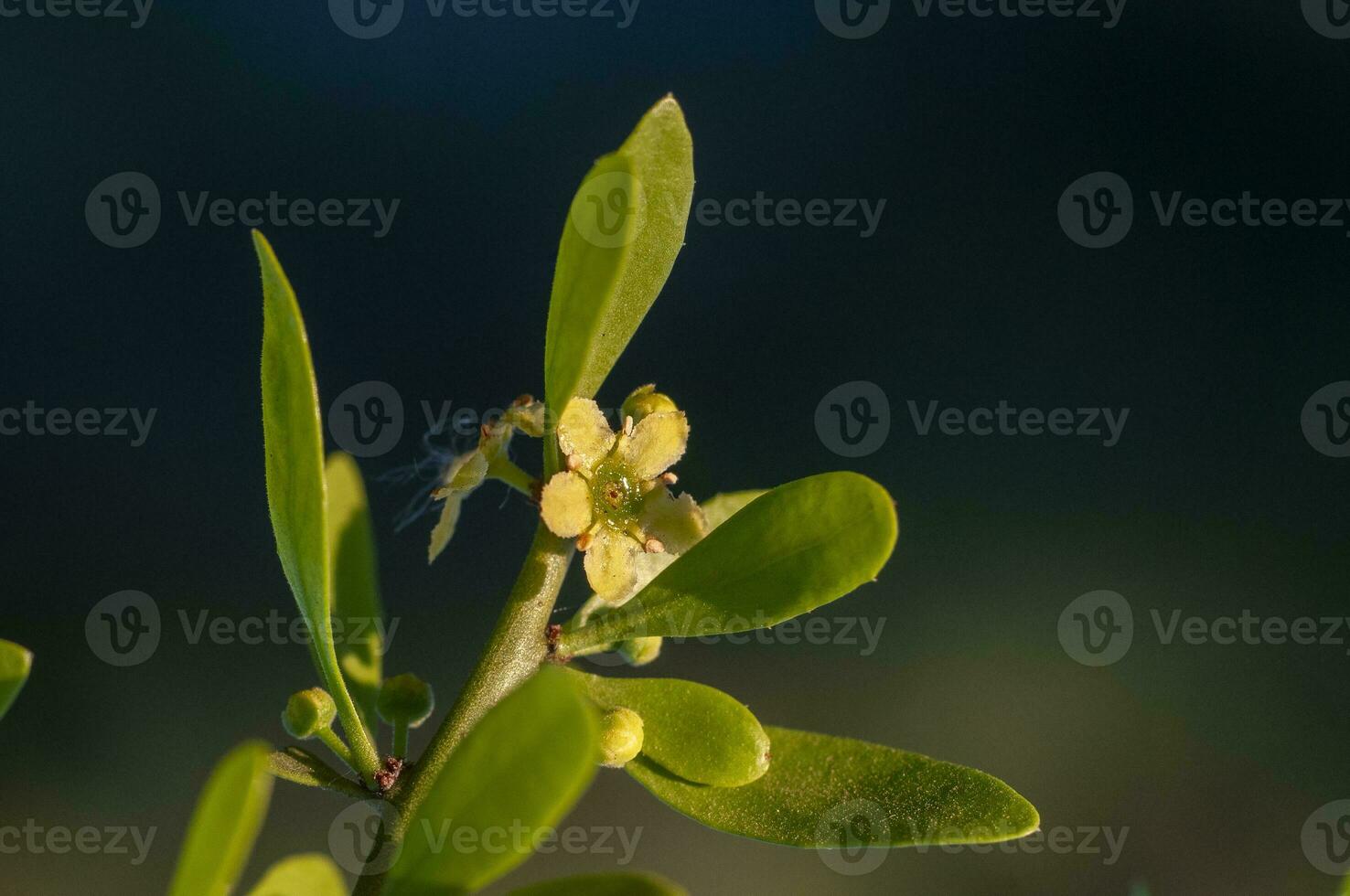 sauvage fleurs dans semi désertique environnement, calden forêt, la la pampa Argentine photo