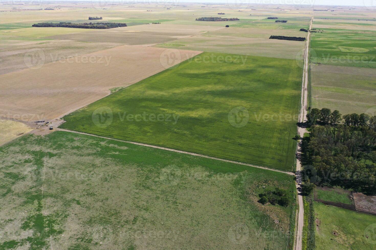 champ paysage avec Jaune fleurs, la pampa, Argentine photo