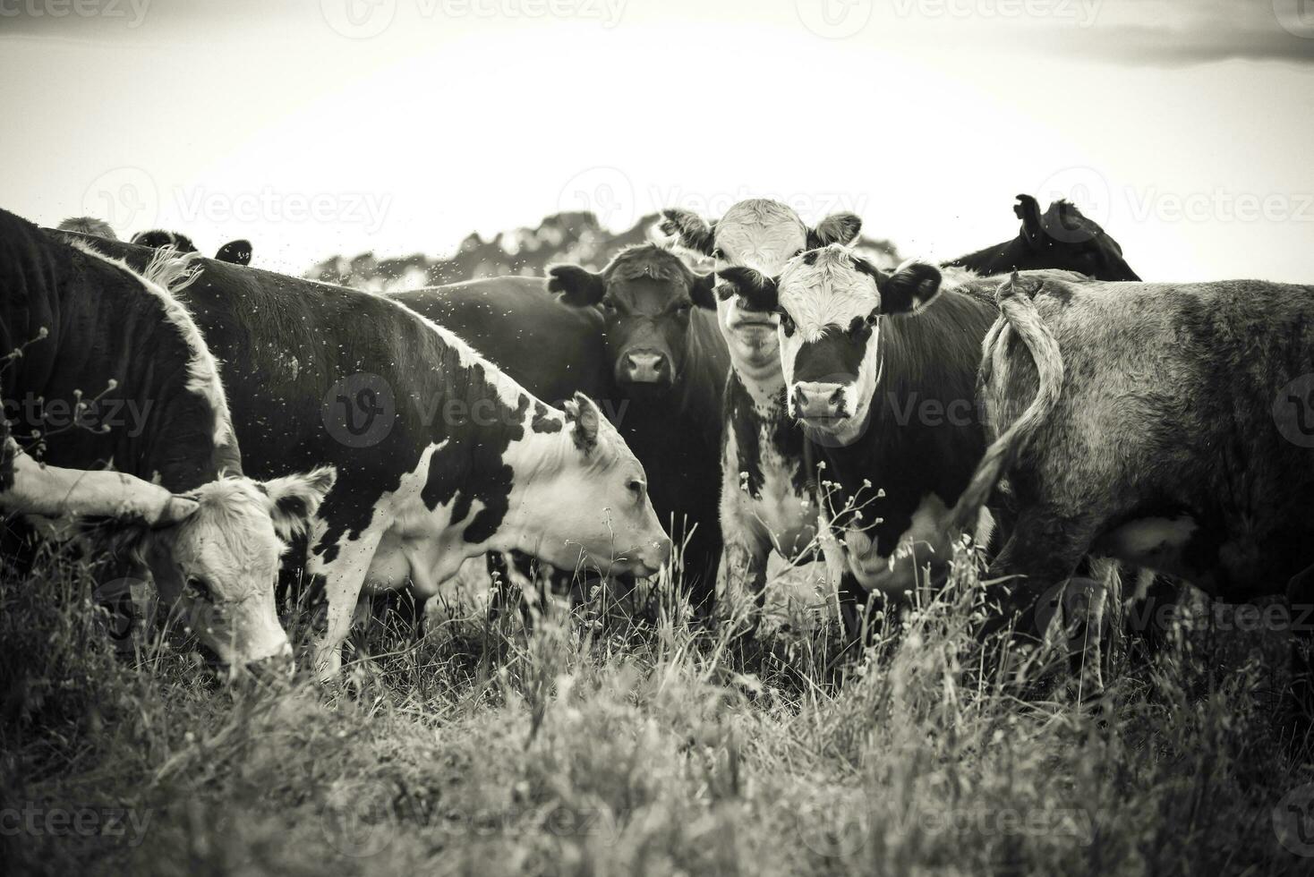 vaches pâturage, pampa, Argentine photo