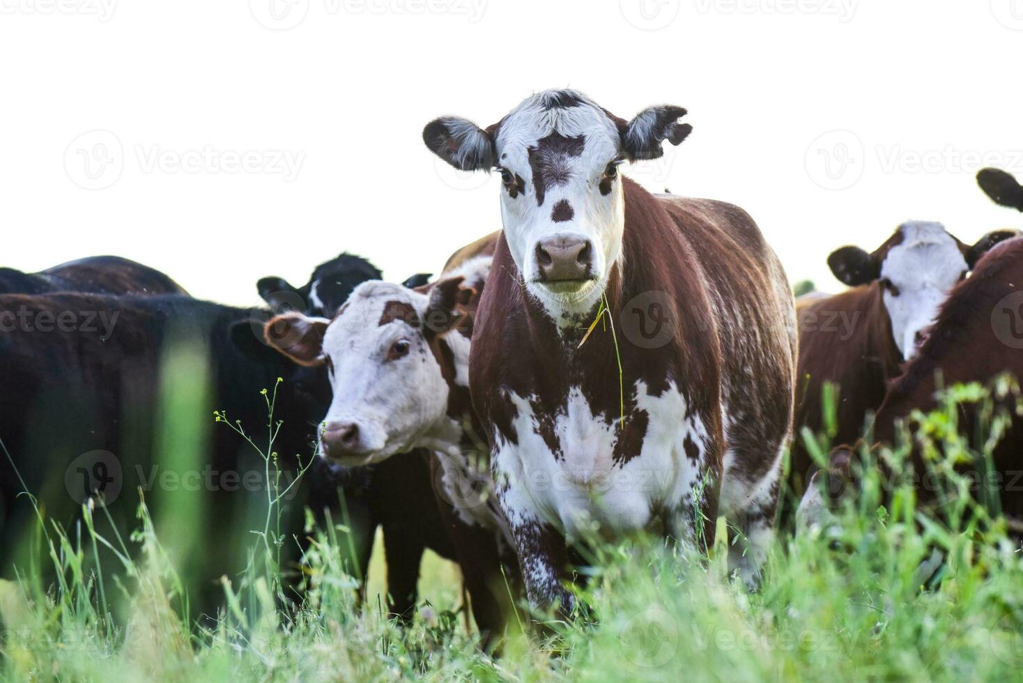 vaches dans campagne, pampa, Argentine photo