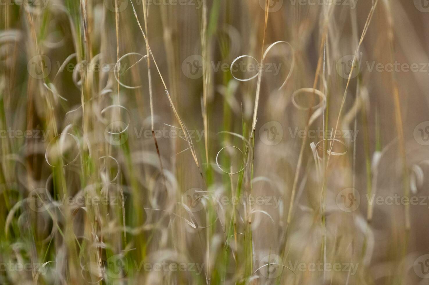herbe texture abstrait motifs, explorant le essence de distrait prairie photo