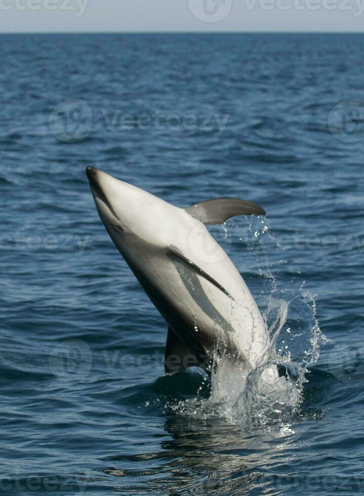 sombre dauphin sauter, péninsule Valdes, Patagonie, Argentine photo