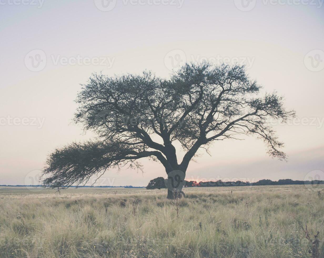 pampa plaine paysage photo