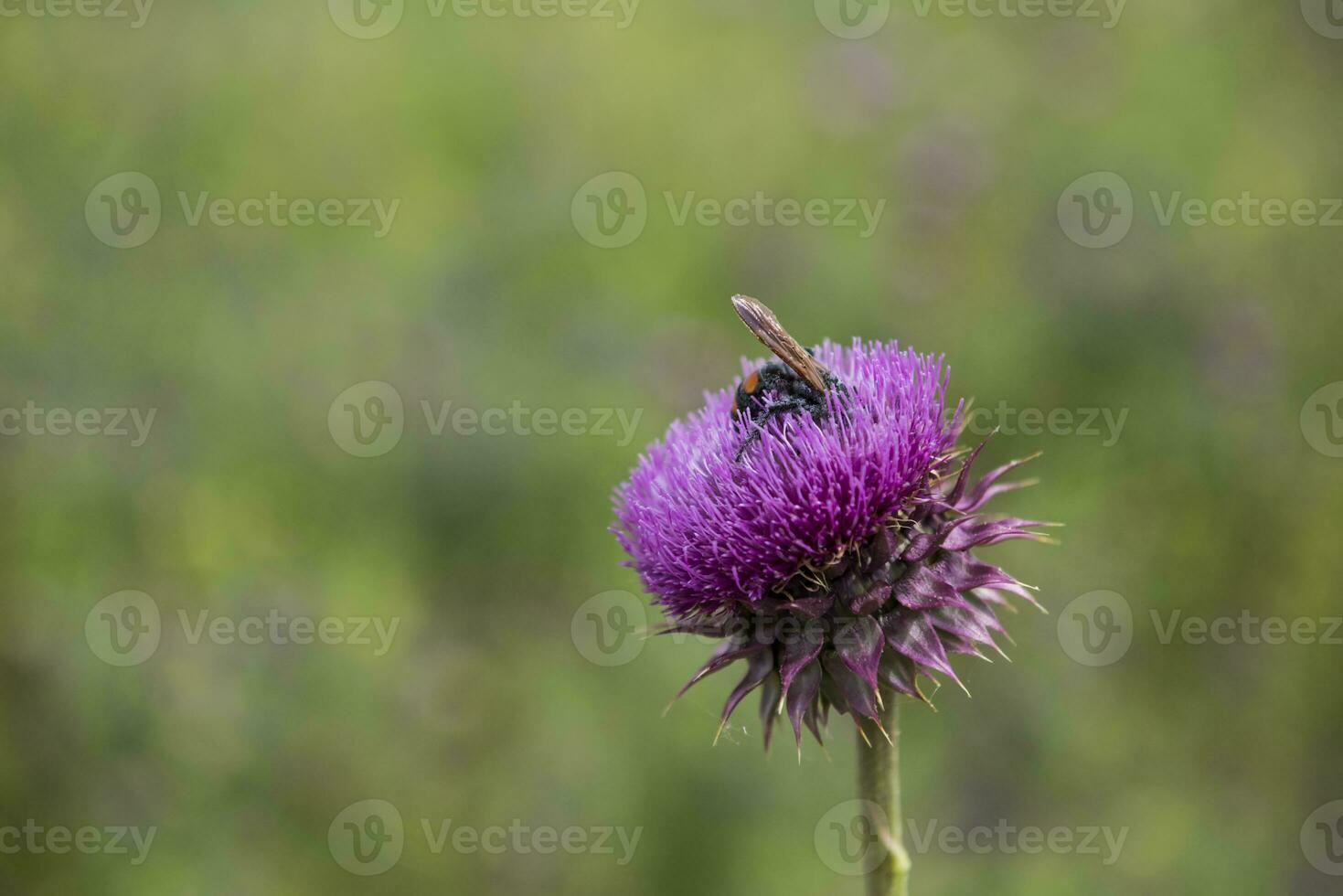 bourdon sur une chardon, patagonie photo