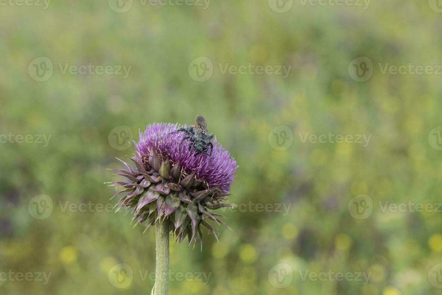 bourdon sur une chardon, patagonie photo