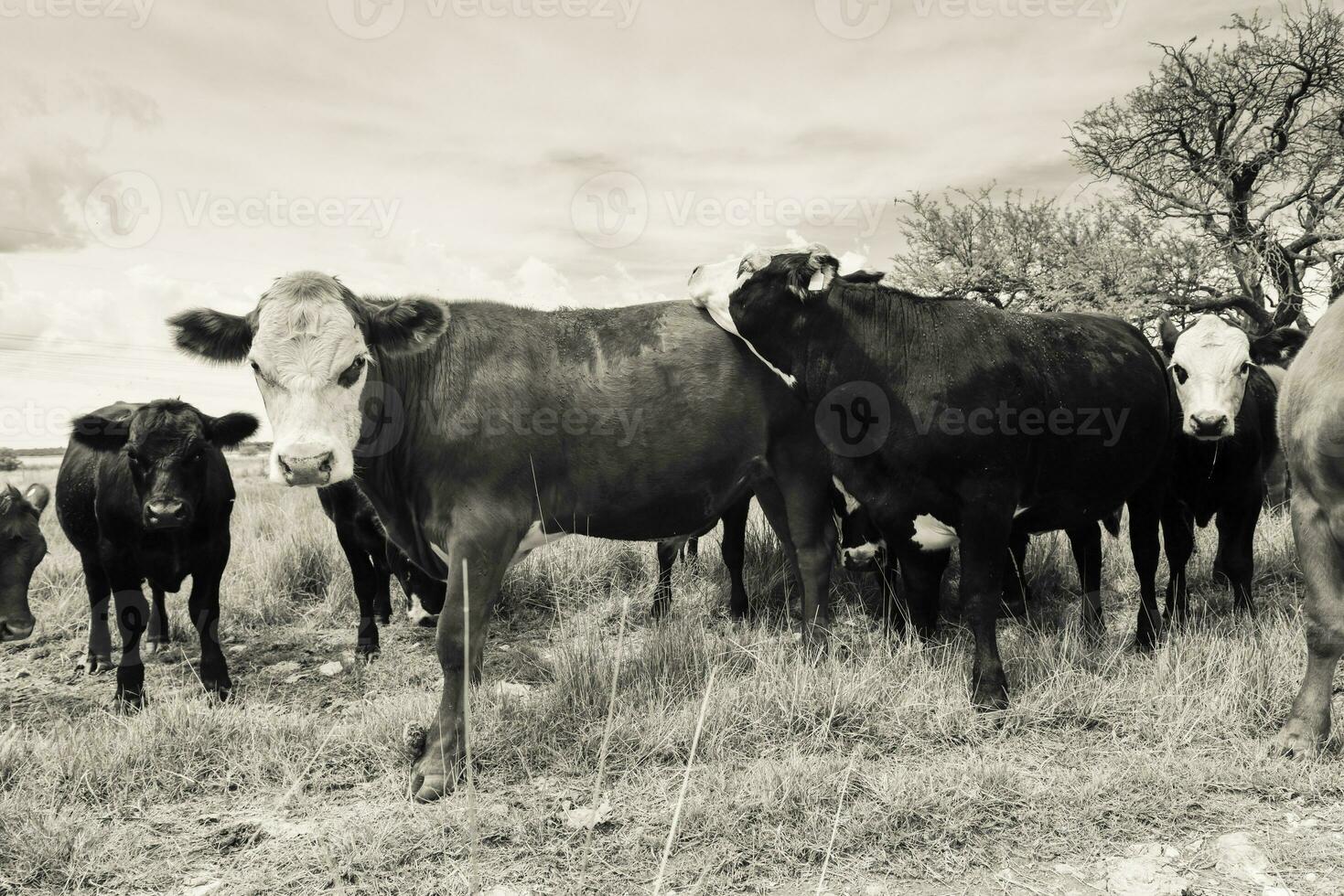 bouvillons nourris sur pâturage, la pampa, Argentine photo