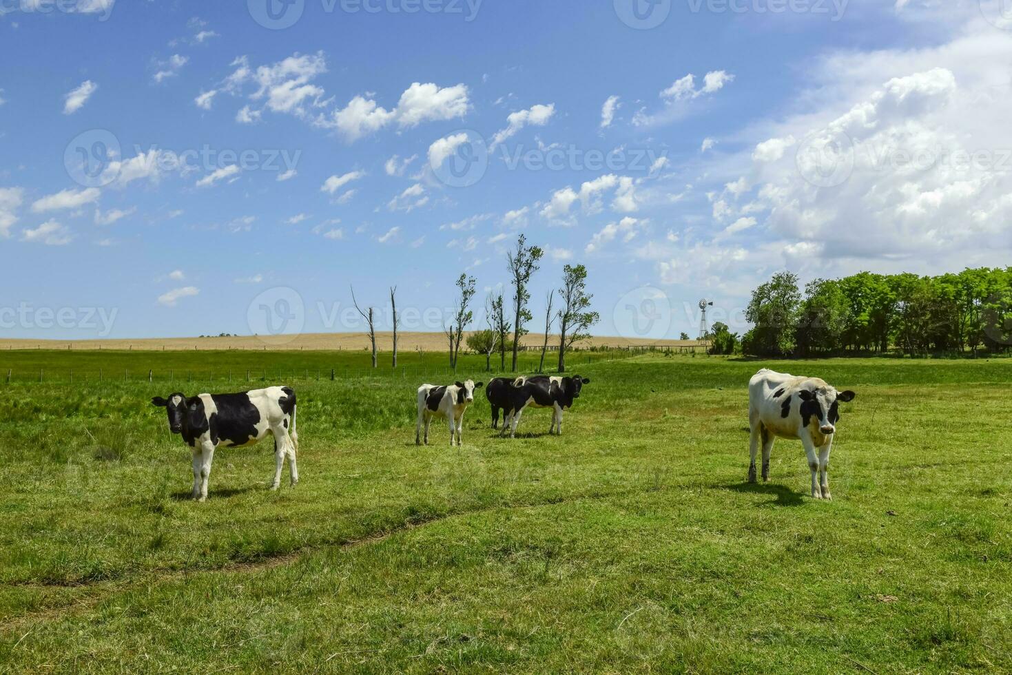 bouvillons nourris sur pâturage, la pampa, Argentine photo