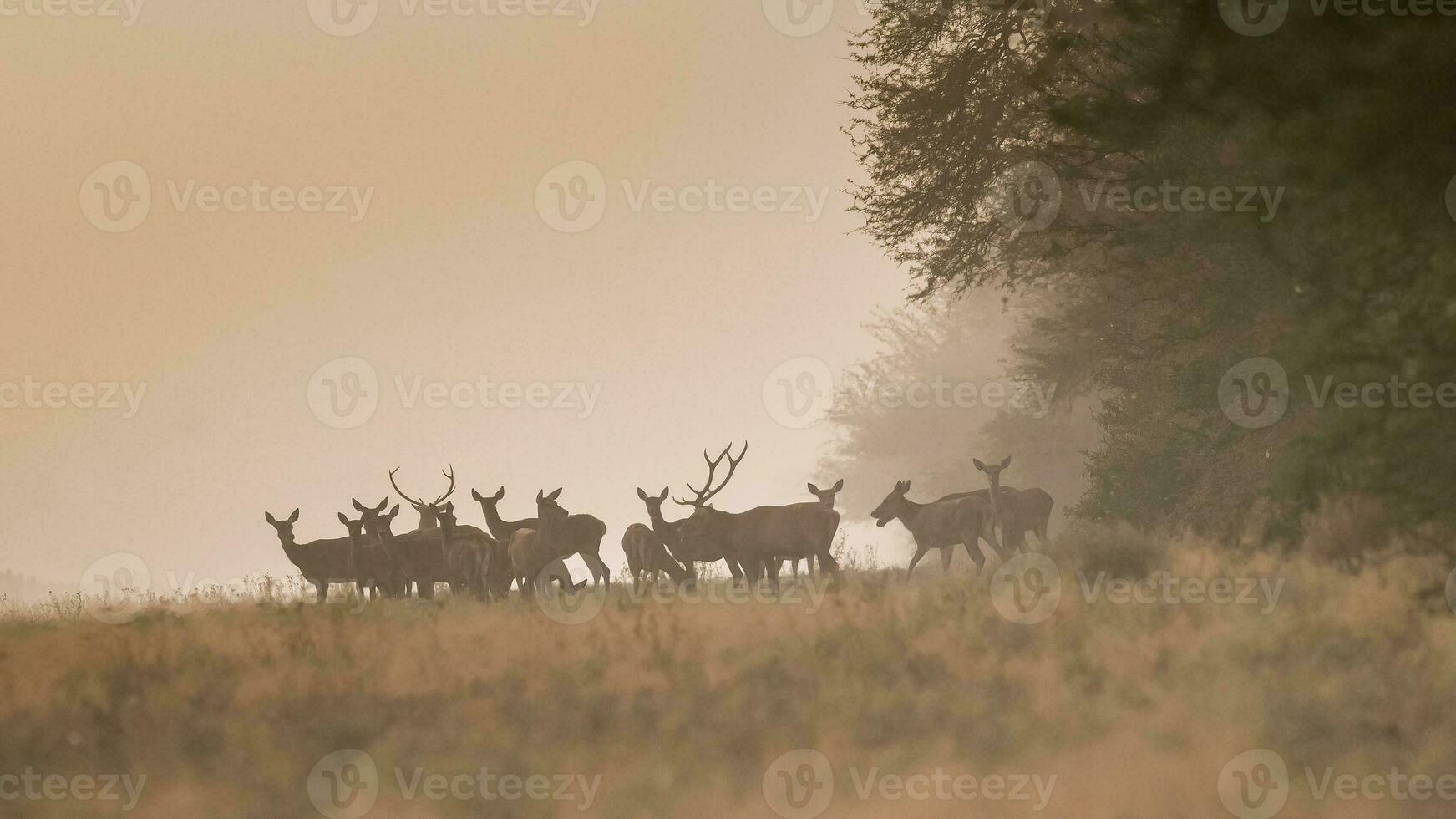 rouge cerf dans le brouillard, Argentine, parque luro la nature réserve photo