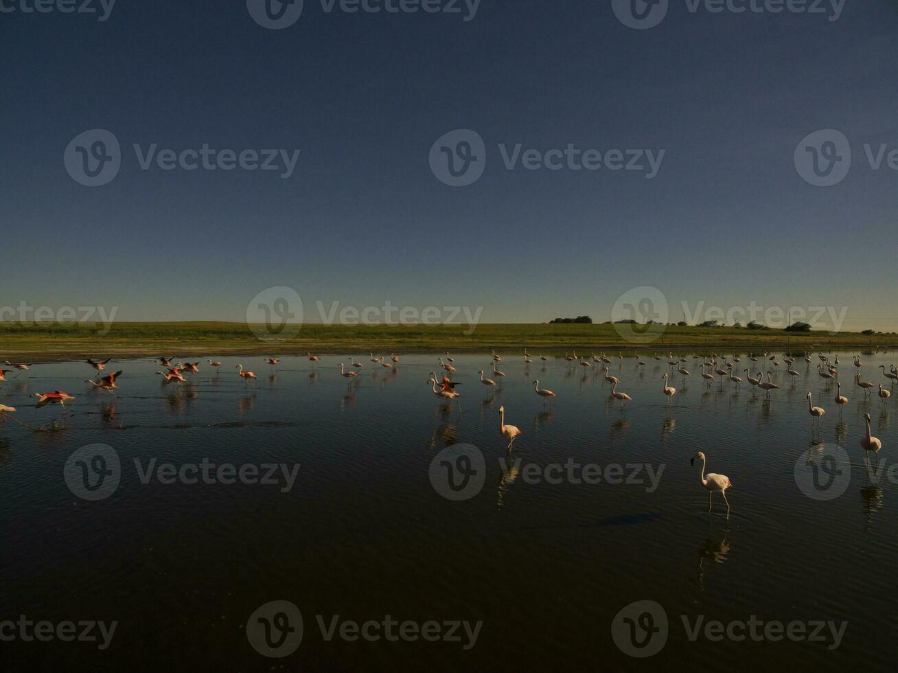 flamants roses dans patagonie , aérien vue photo