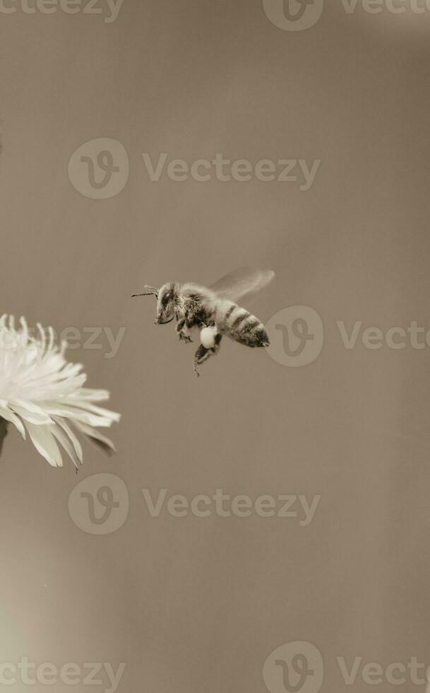 abeille sur sauvage fleurs photo
