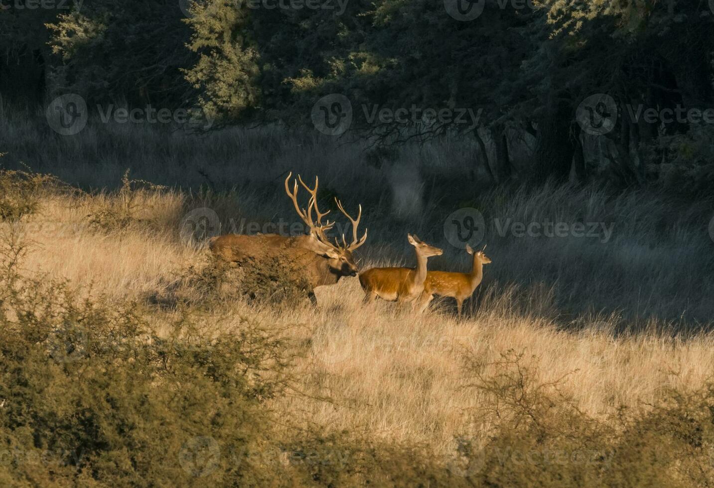 rouge cerf dans parque luro la nature réserve, la pampa, Argentine photo