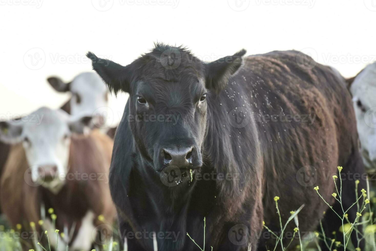 bétail dans pampa paysage à crépuscule, patagonie, Argentine photo