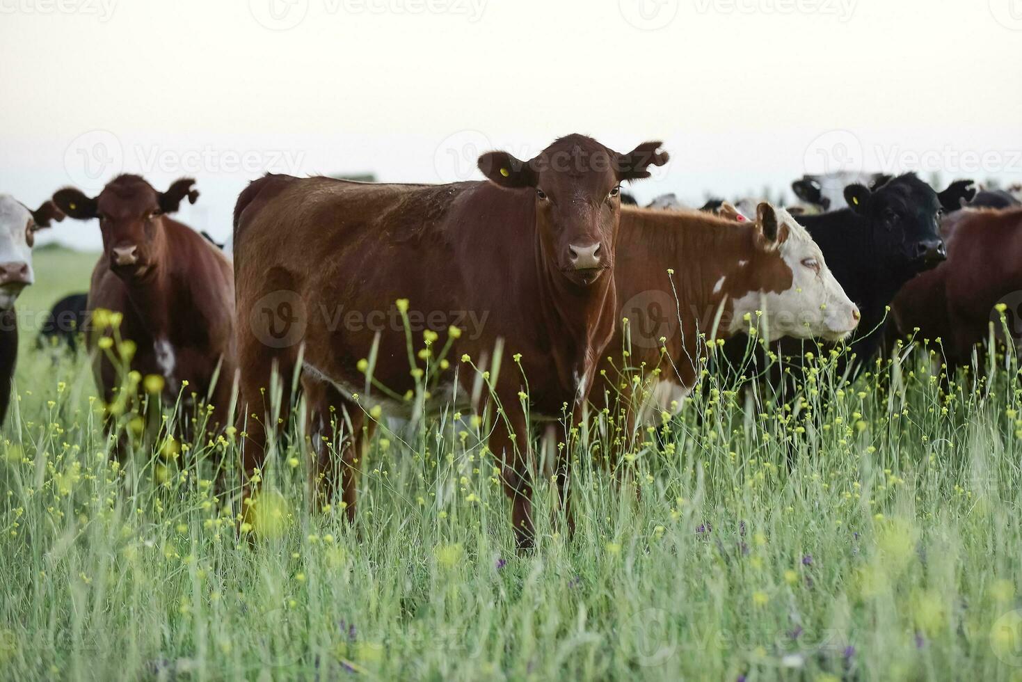 bétail dans argentin campagne, pampa, Argentine photo