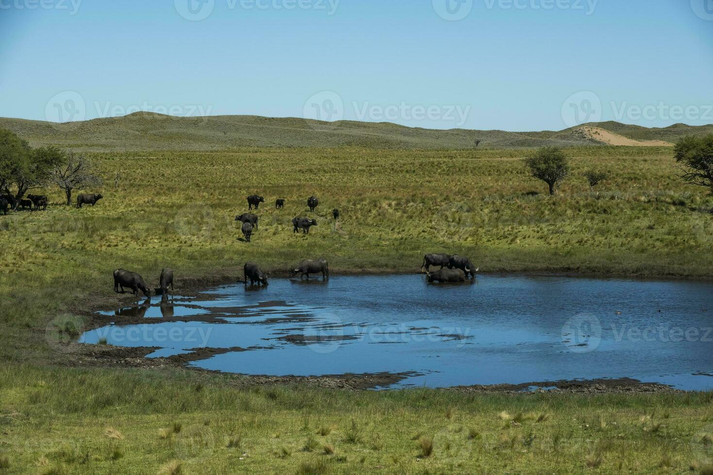 l'eau buffle, bubale bubale, dans pampa paysage, la la pampa province, patagonie. photo