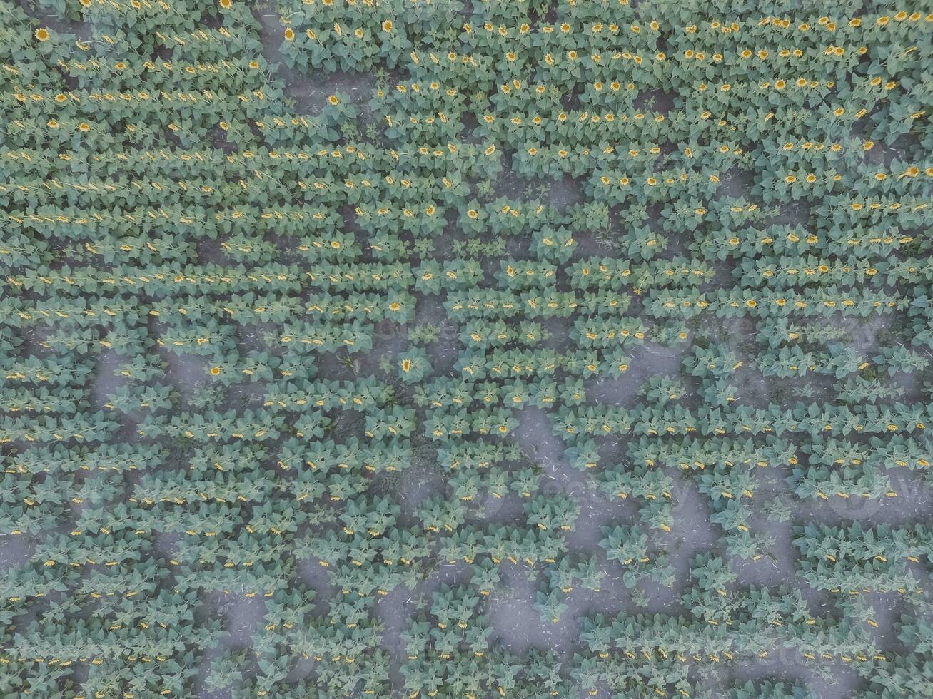 tournesol cultivation, aérien voir, dans pampa région, Argentine photo