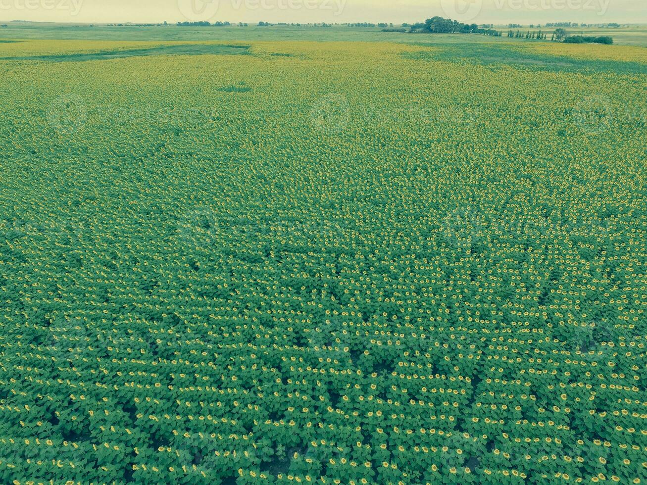 tournesol cultivation, aérien voir, dans pampa région, Argentine photo