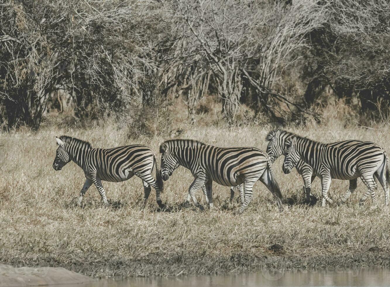 troupeau de zèbres dans le africain savane photo