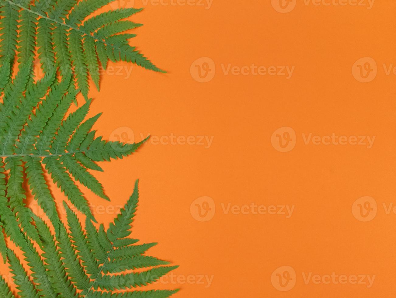 feuilles de fougère vertes sur fond orange avec espace de copie. photo
