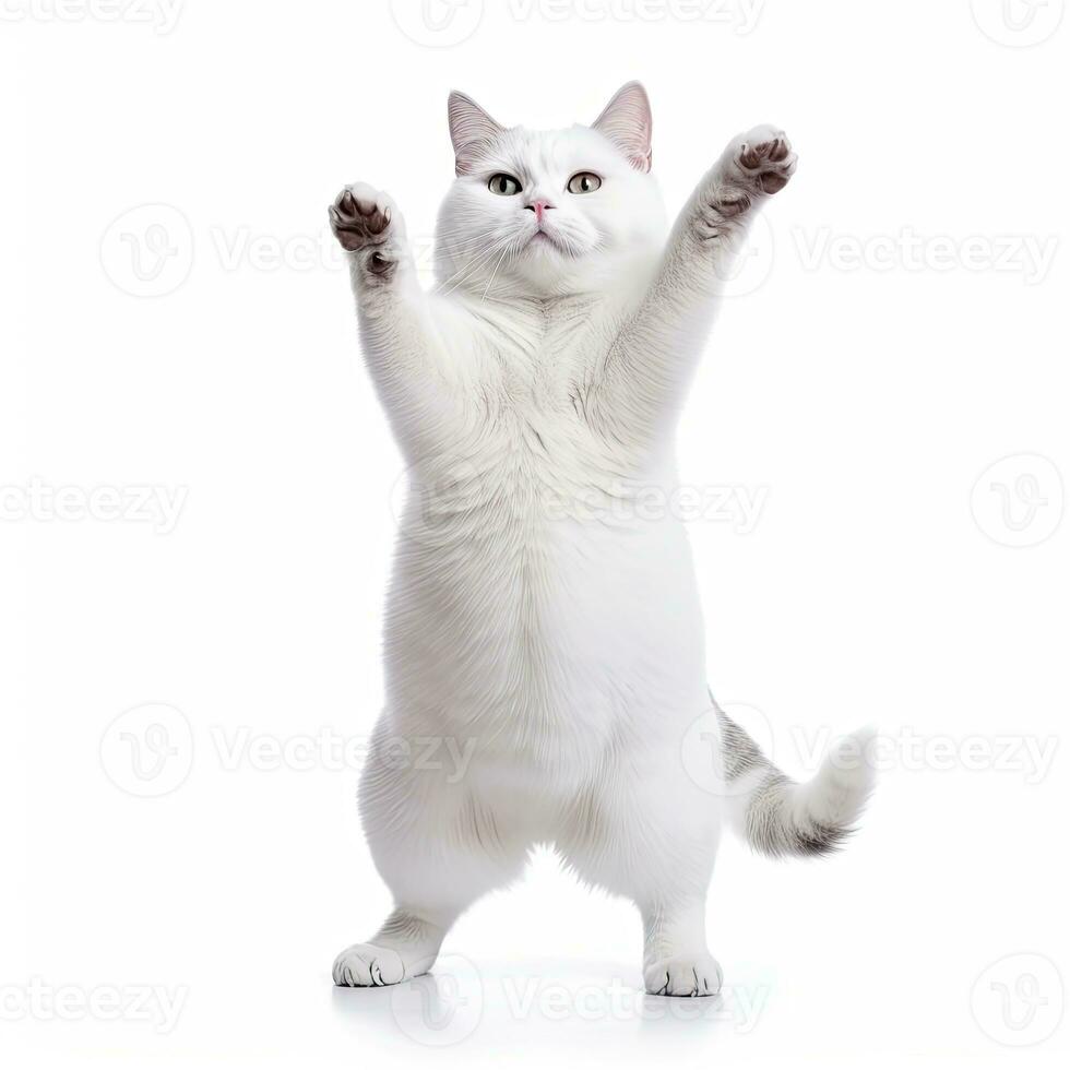 marrant dansant chat sur blanc Contexte. le chat des stands sur ses de derrière jambes dans plein hauteur, comme si dansant ou ivre. génératif ai photo