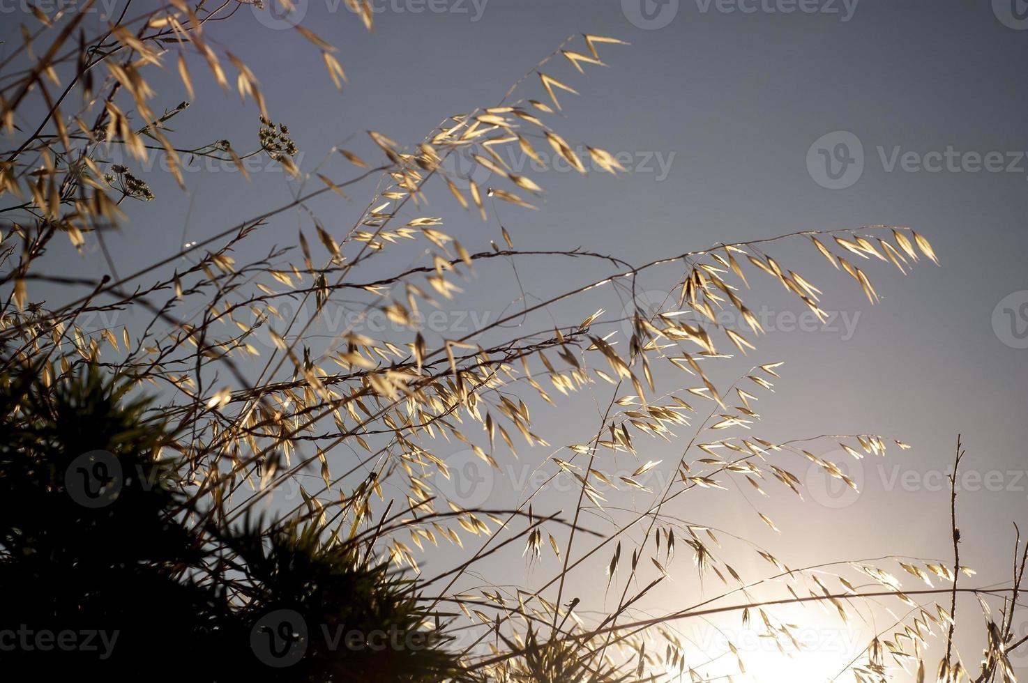 beau fond d'herbe sèche apaisante. vue sur l'herbe sèche au lever du soleil photo