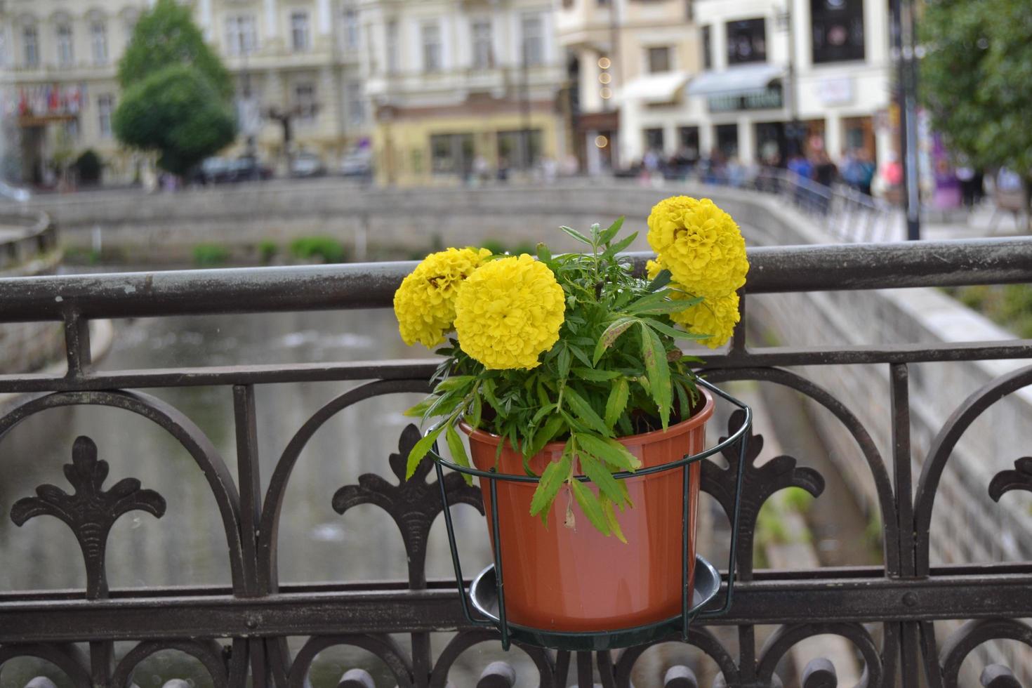 fleurs jaunes dans un pot de fleurs photo